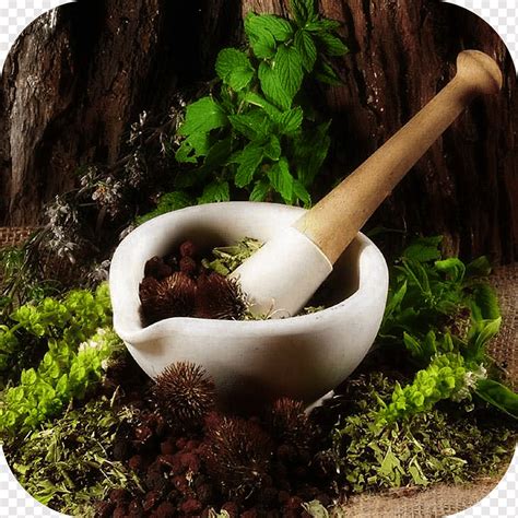 Nurturing Herbal Connections: Deepening Your Relationship with Magical Plants